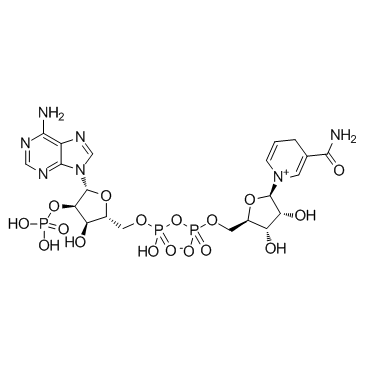 β-니코틴아미드 아데닌 디뉴클레오티드 인산염 NADP